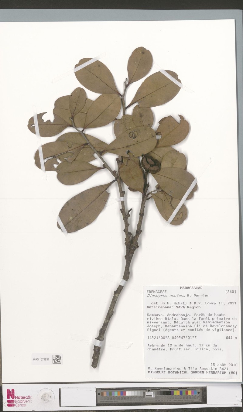 Diospyros occlusa photo 2