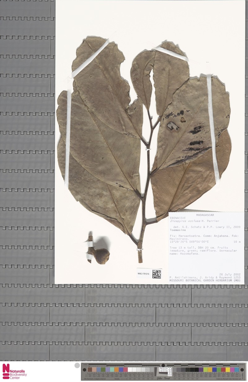 Diospyros occlusa photo 3