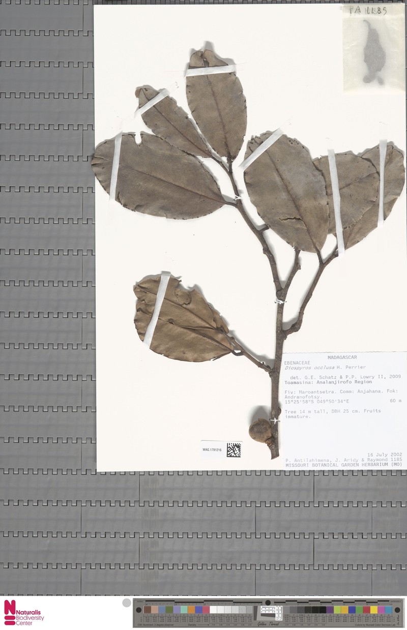 Diospyros occlusa photo 4