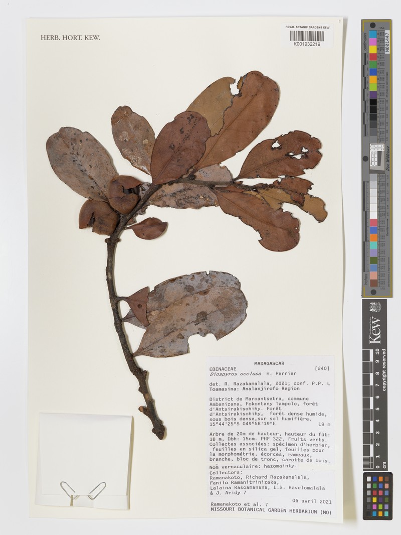 Diospyros occlusa photo 5