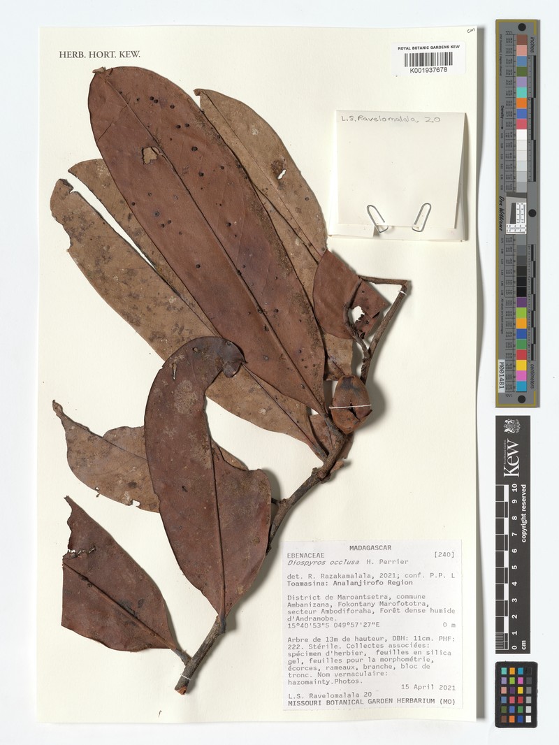 Diospyros occulta