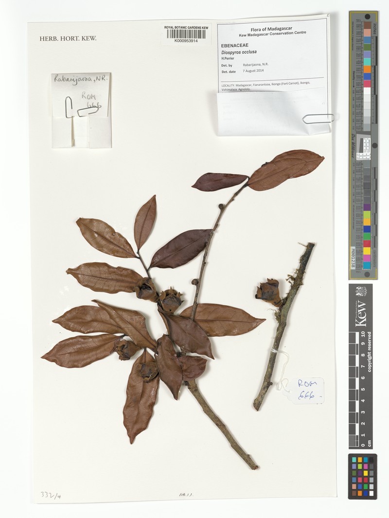 Diospyros occulta photo 2