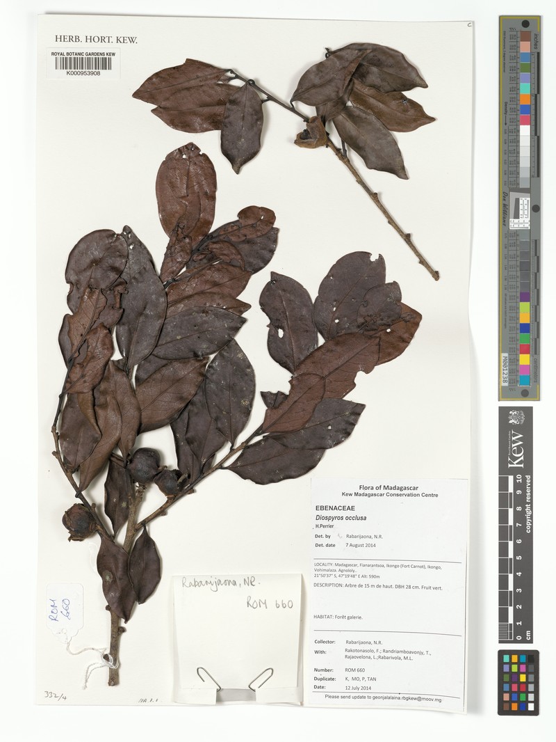 Diospyros occulta photo 3