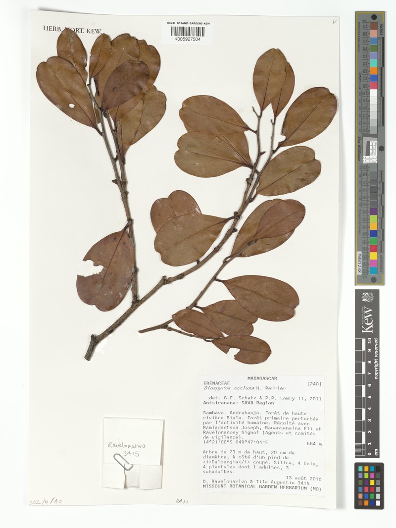 Diospyros occulta photo 4