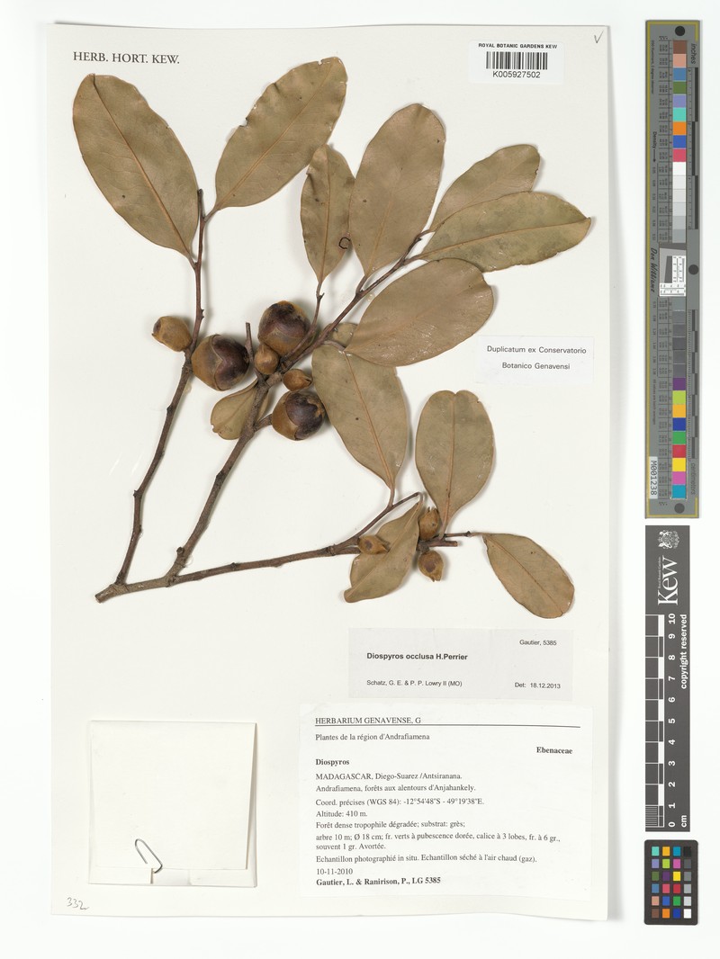 Diospyros occulta photo 5