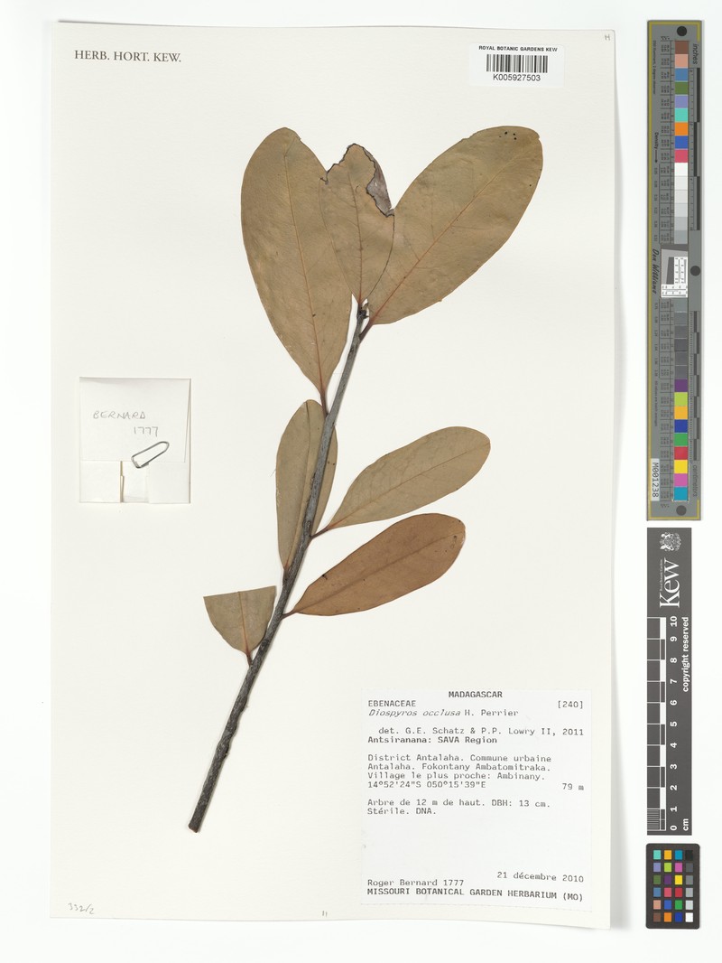 Diospyros occulta photo 6