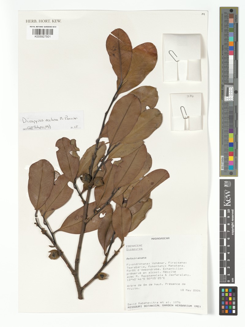 Diospyros occulta photo 7
