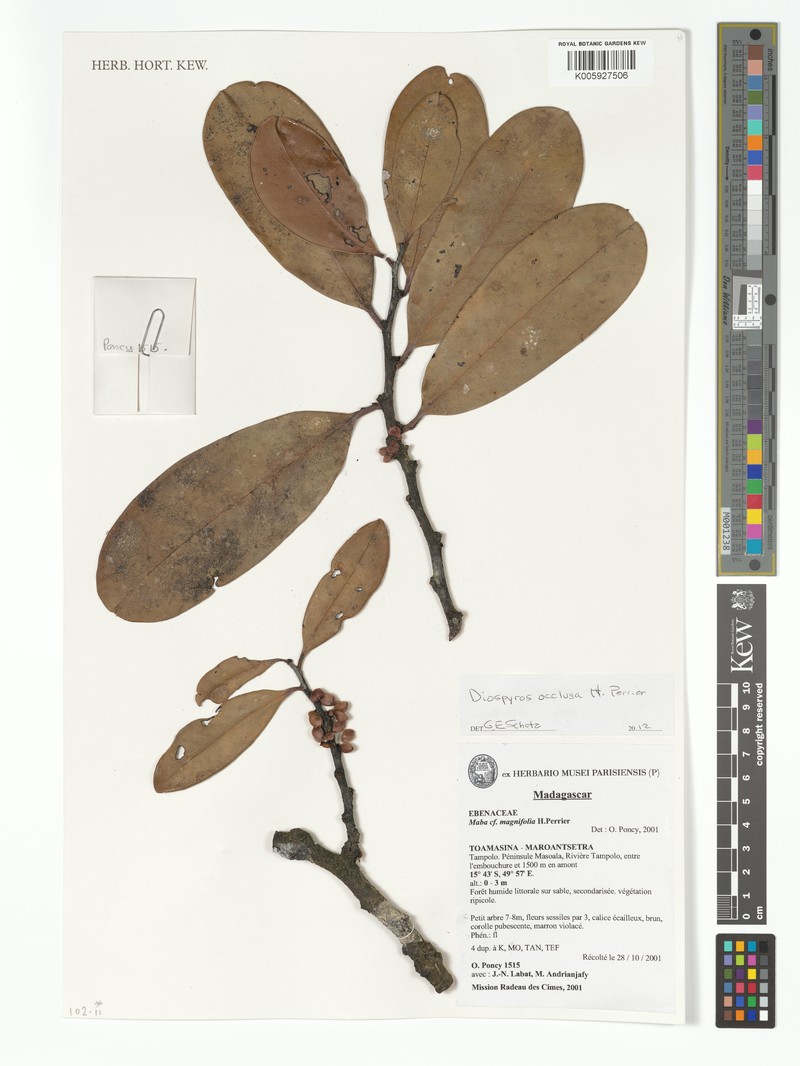 Diospyros occulta photo 8