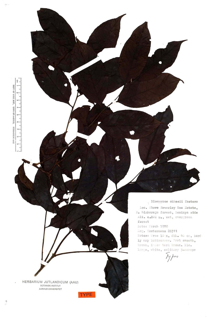 Diospyros okkesii