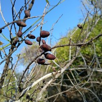 Diospyros olacinoides