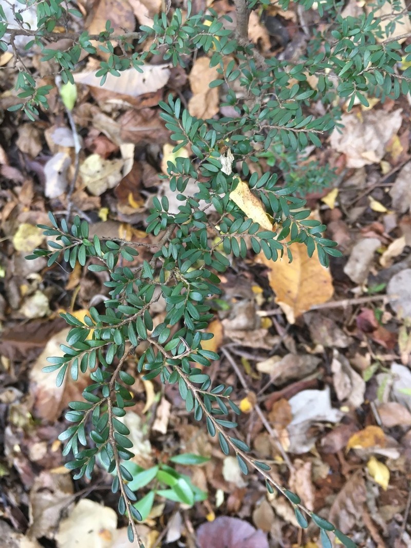 Diospyros olacinoides photo 2