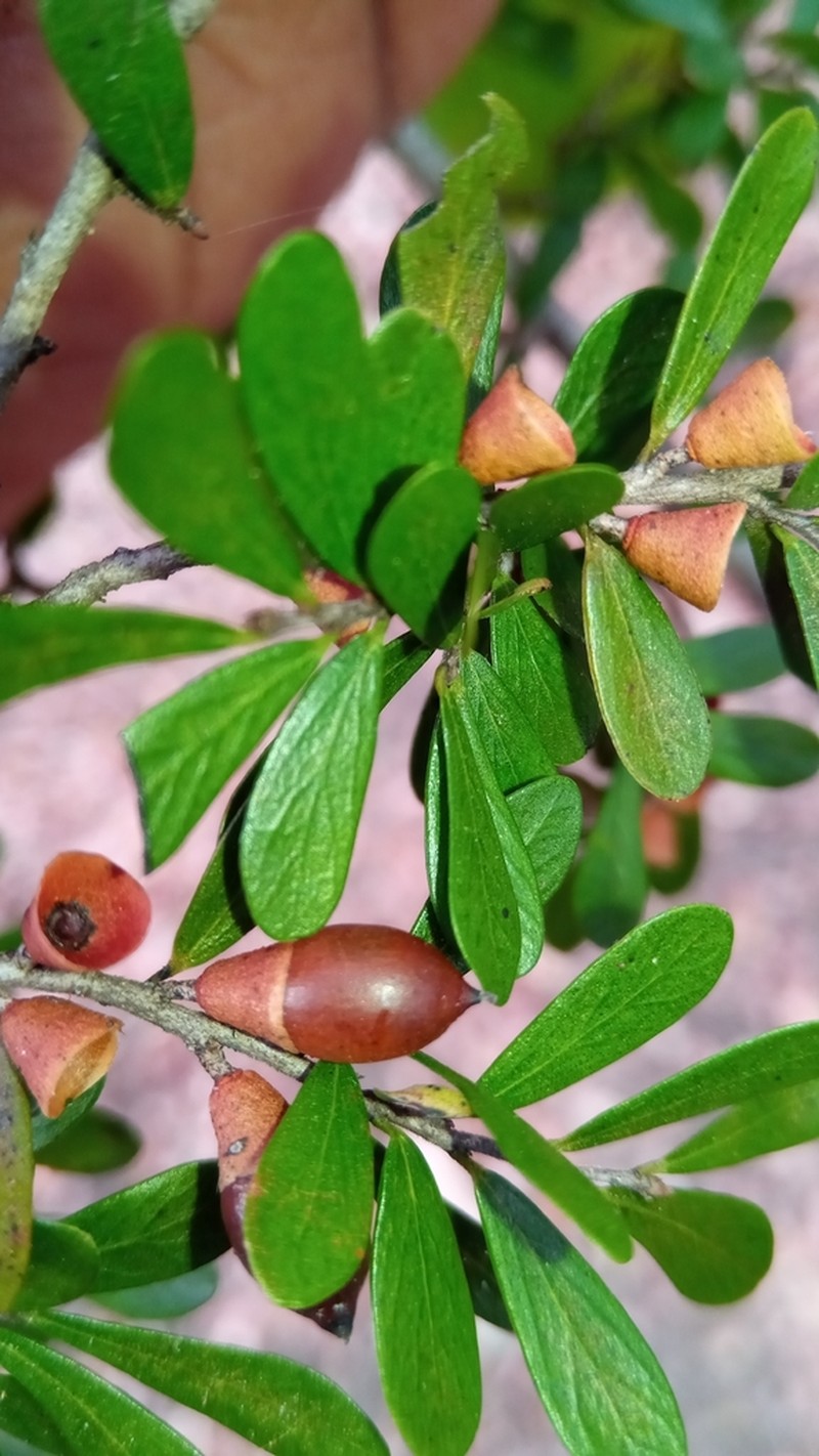 Diospyros olacinoides photo 3
