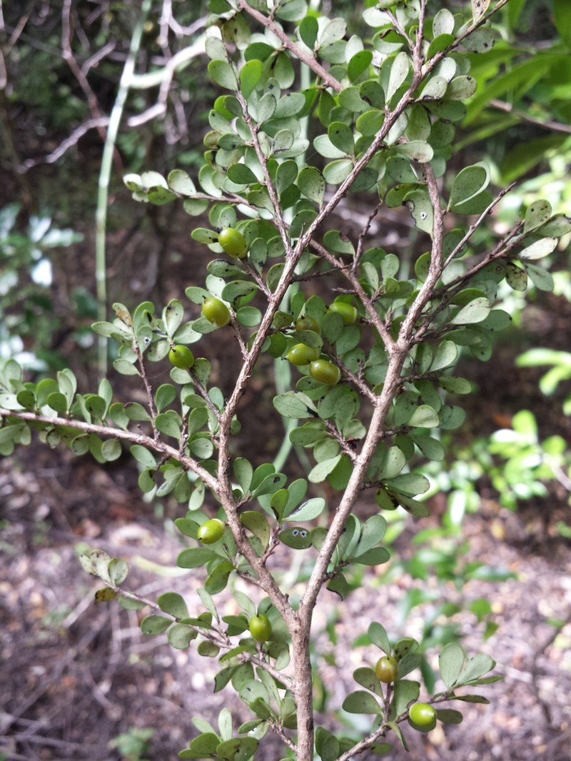 Diospyros olacinoides photo 4