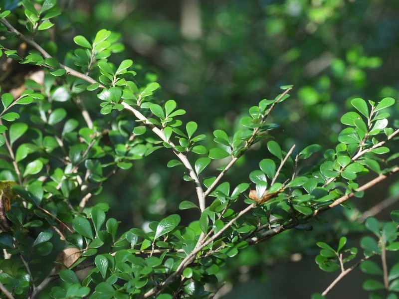 Diospyros olacinoides photo 5