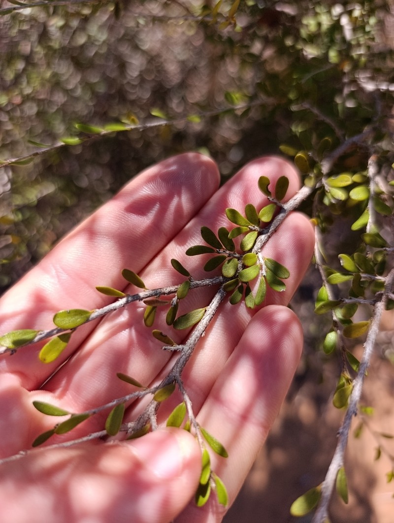 Diospyros olacinoides photo 6