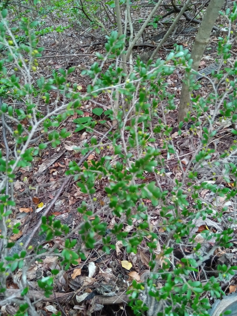 Diospyros olacinoides photo 7
