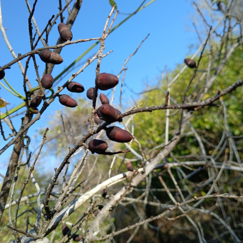Diospyros olacinoides photo 8