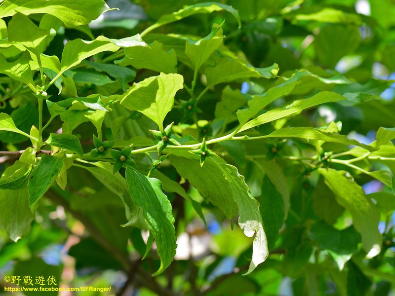 Diospyros oldhamii
