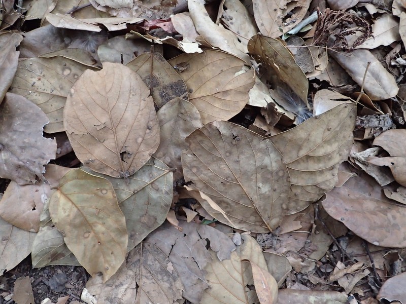 Diospyros oldhamii photo 2