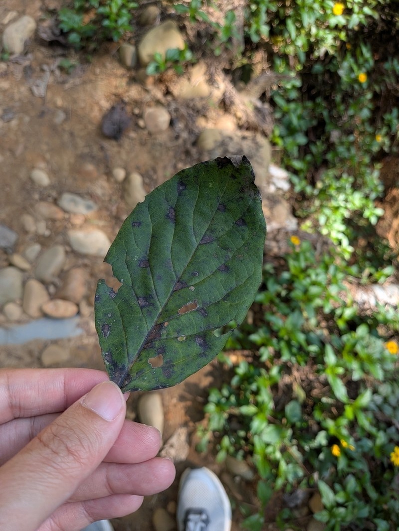 Diospyros oldhamii photo 4