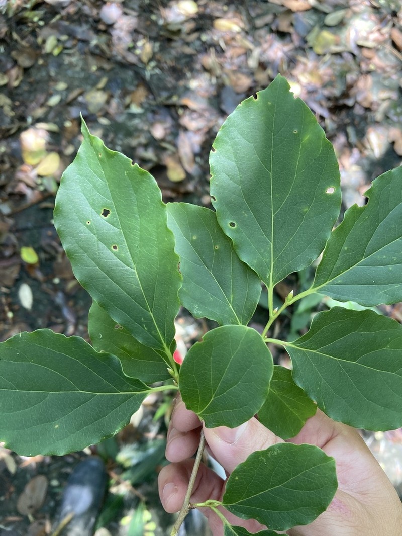 Diospyros oldhamii photo 5