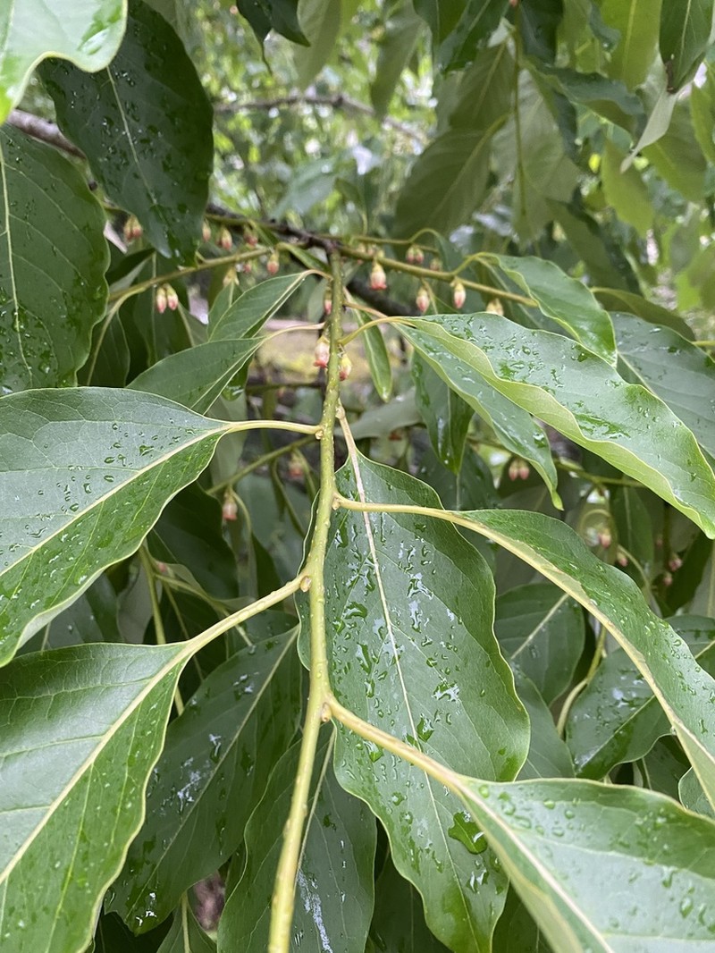 Diospyros oldhamii photo 6