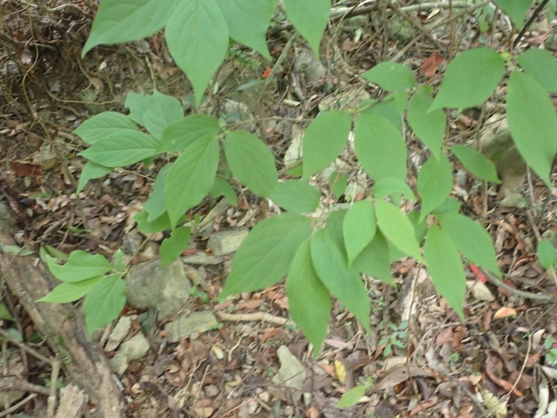 Diospyros oldhamii photo 7