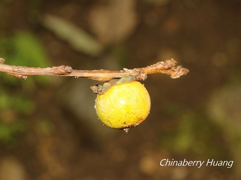 Diospyros oldhamii photo 8