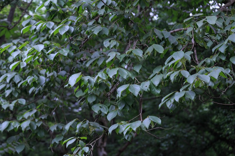 Diospyros oleifera