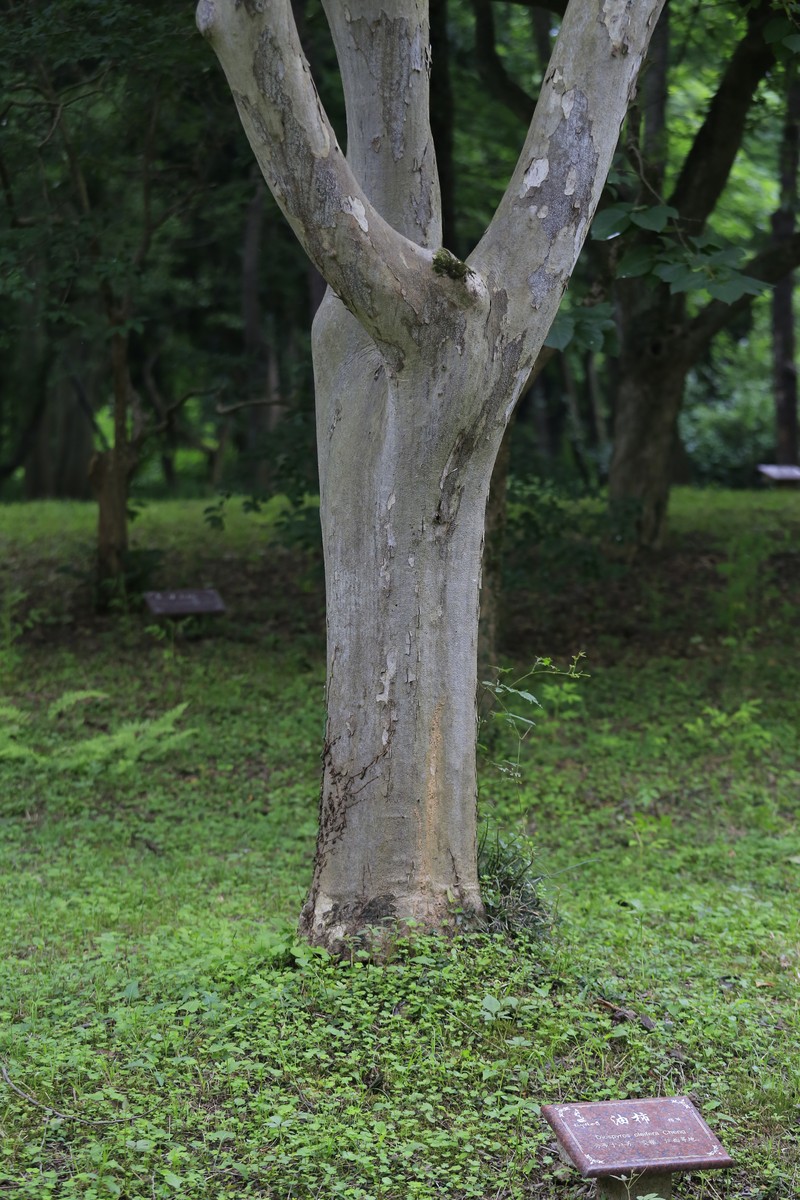 Diospyros oleifera photo 2