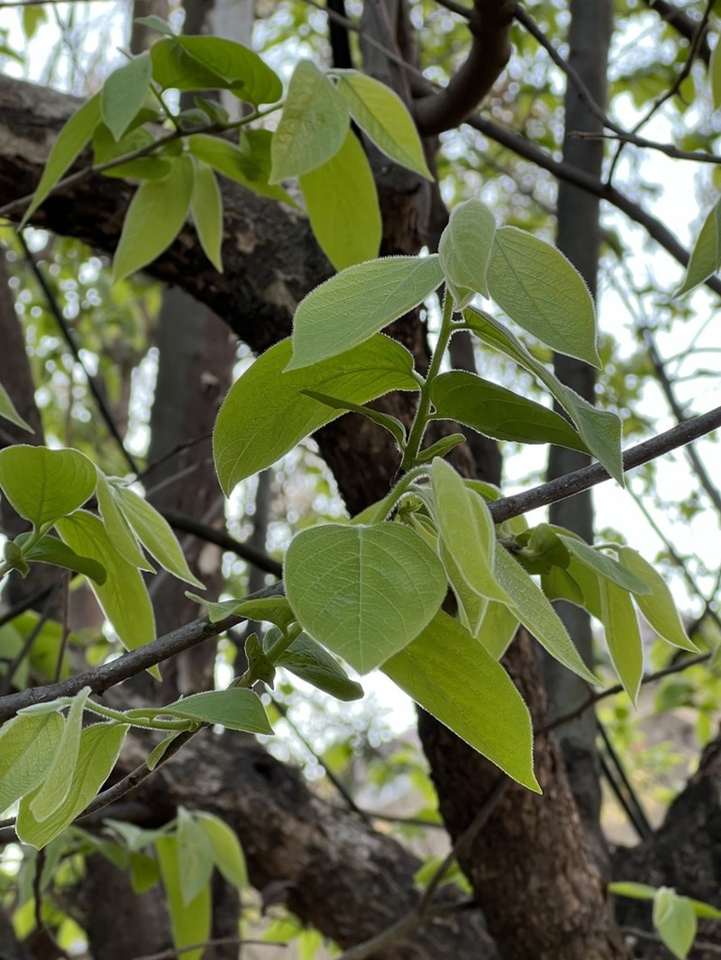 Diospyros oleifera photo 3