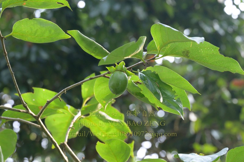 Diospyros oleifera photo 4