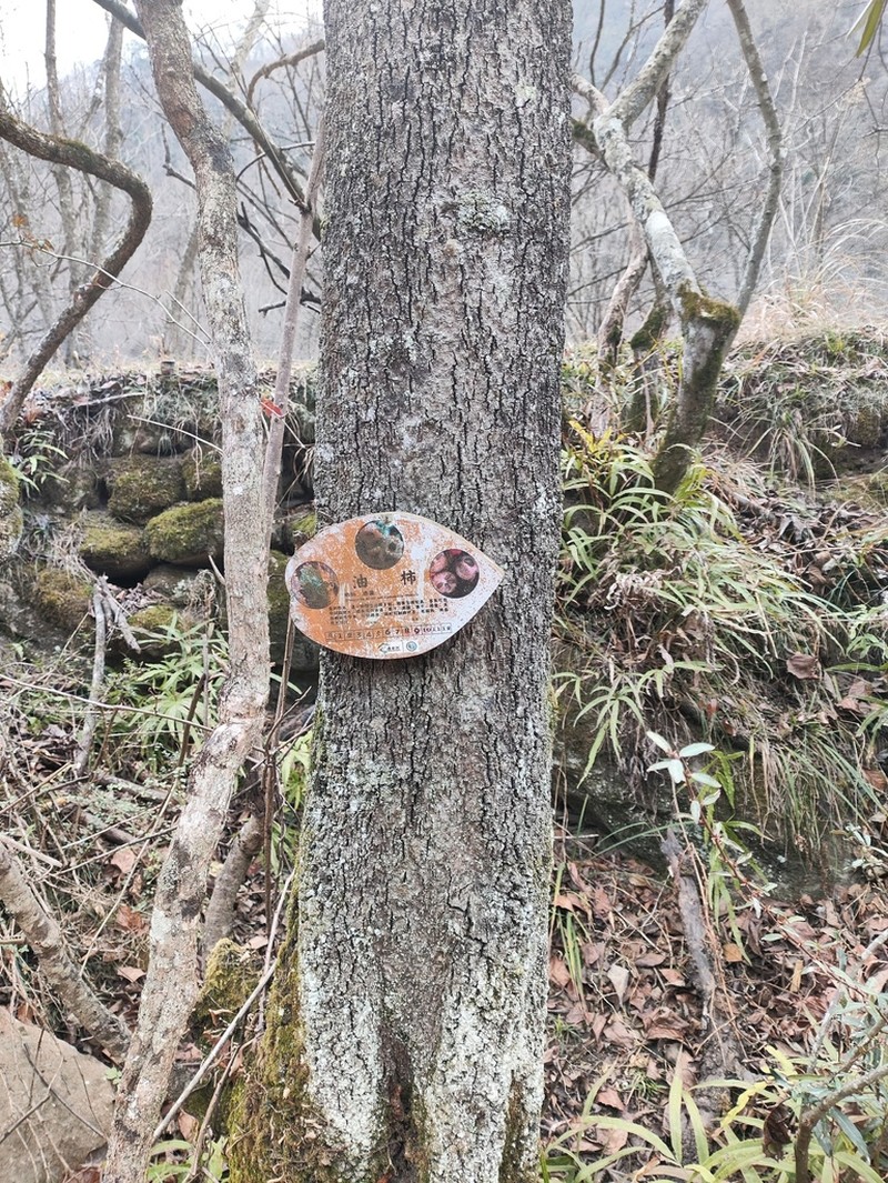 Diospyros oleifera photo 5