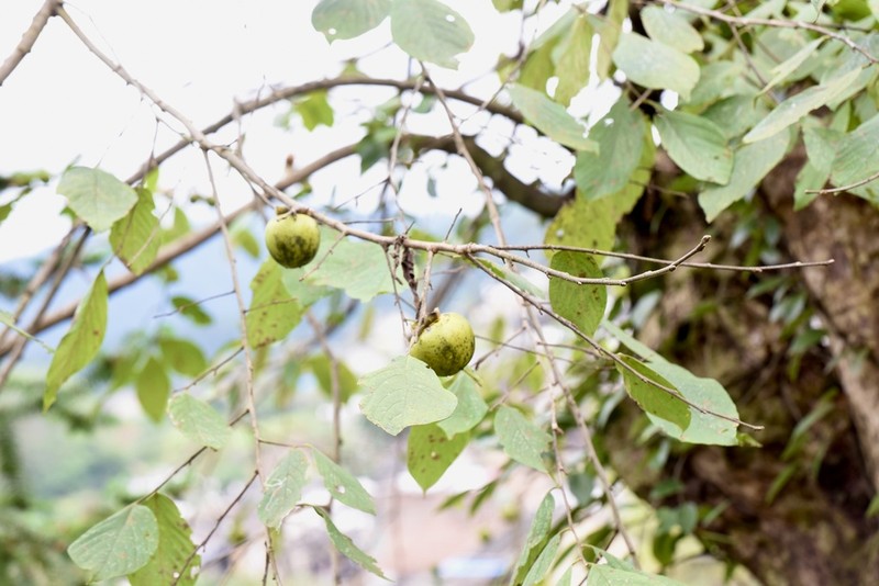 Diospyros oleifera photo 6