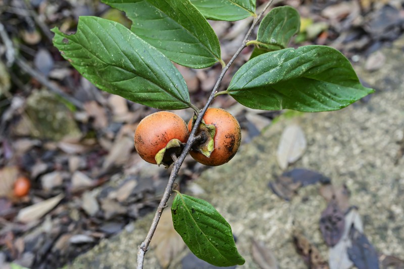 Diospyros oleifera photo 7