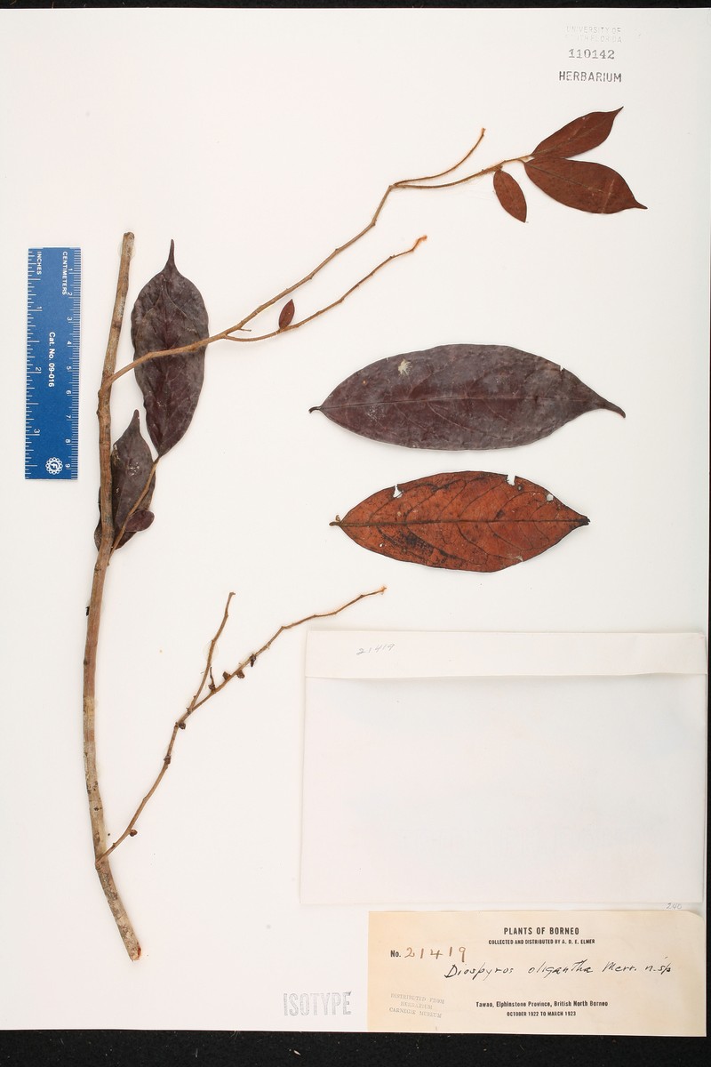 Diospyros oligantha