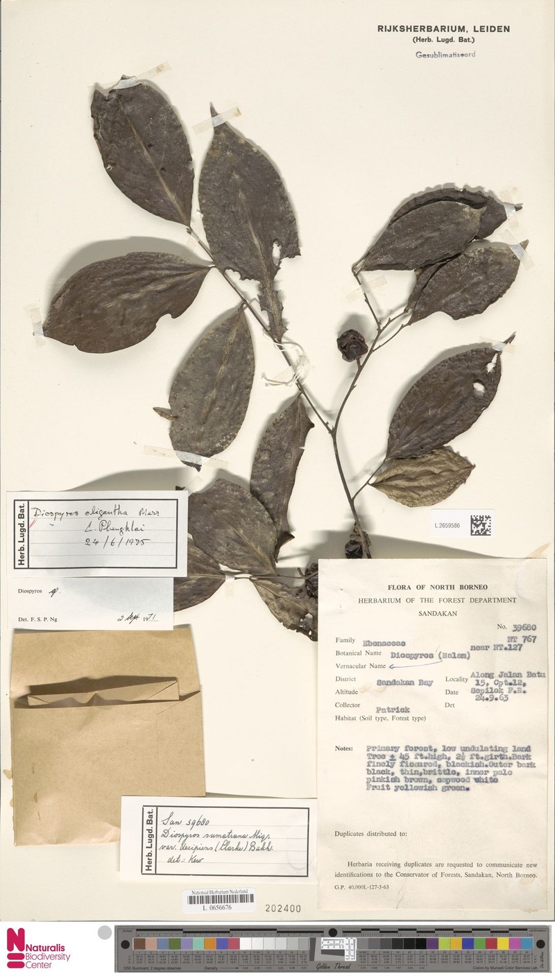 Diospyros oligantha photo 2