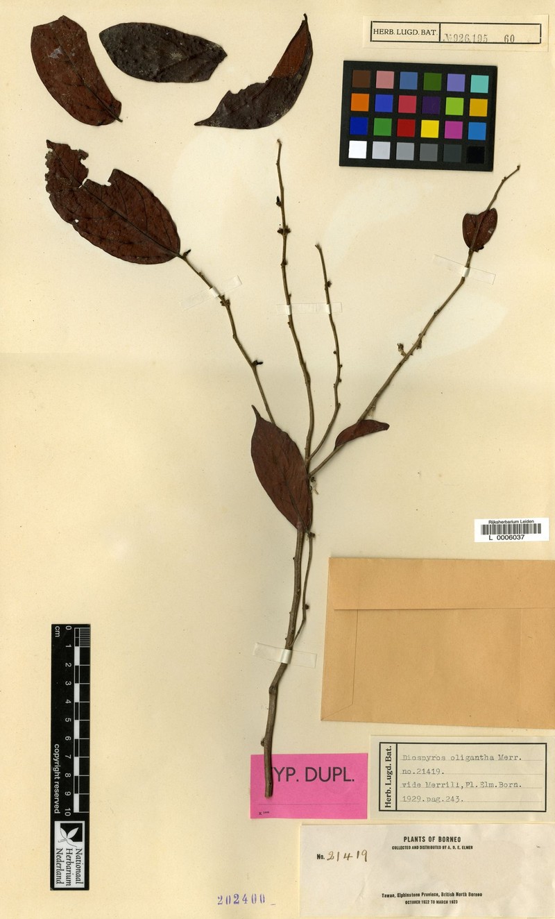 Diospyros oligantha photo 3