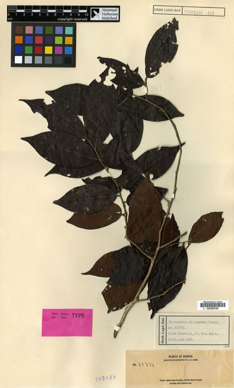 Diospyros oligantha photo 4