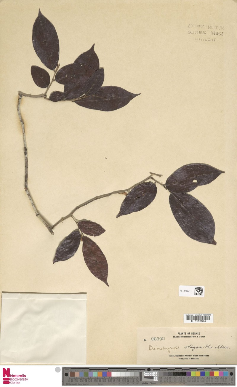 Diospyros oligantha photo 5