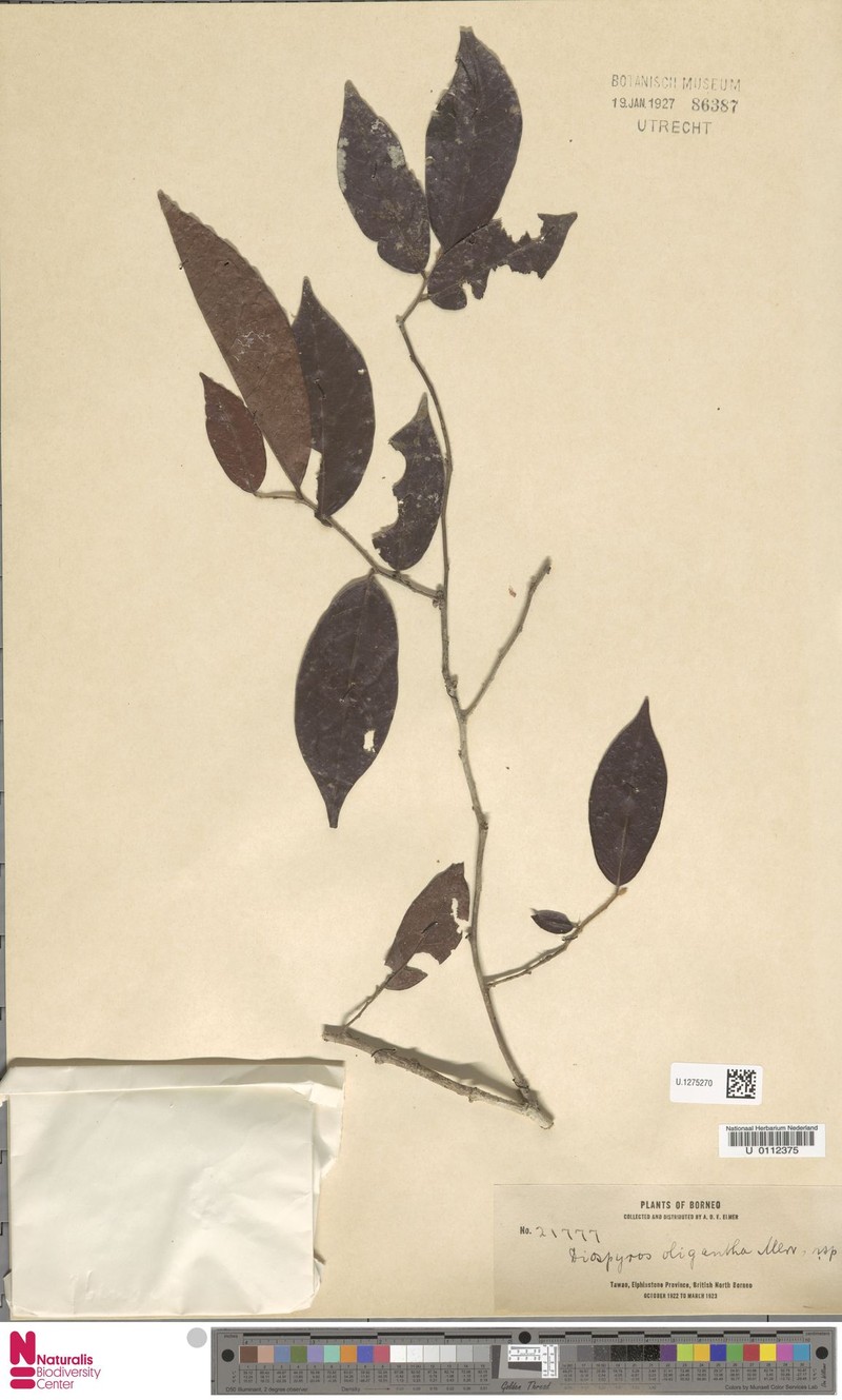 Diospyros oligantha photo 6