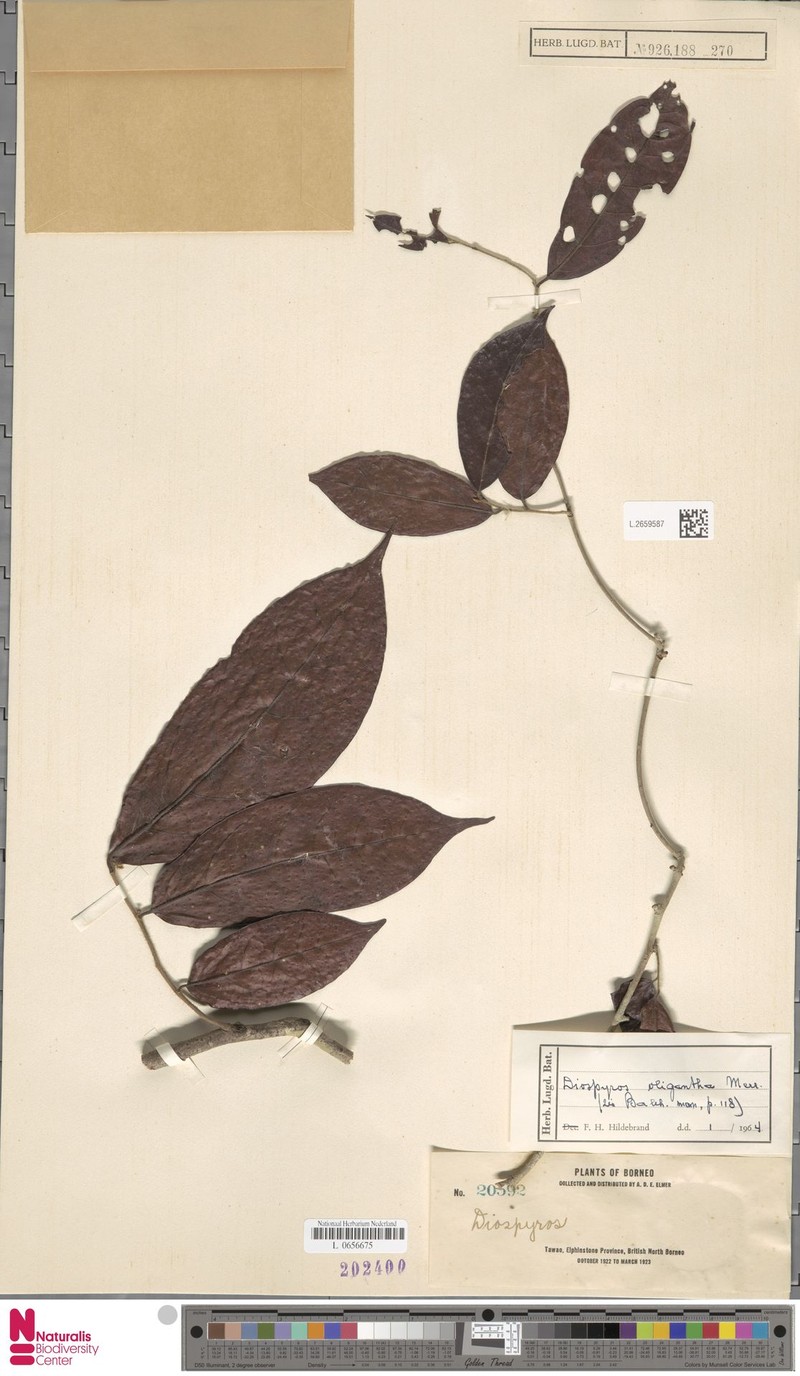 Diospyros oligantha photo 7