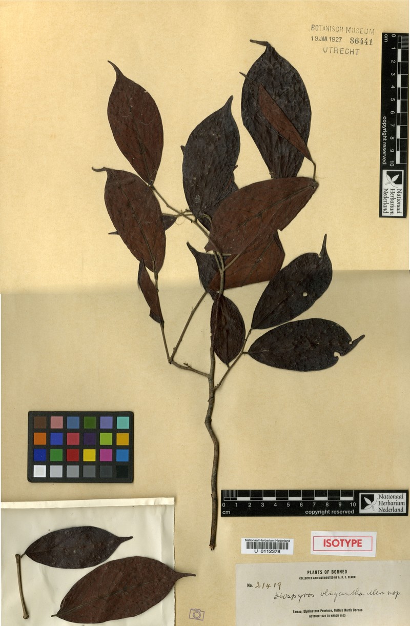 Diospyros oligantha photo 8