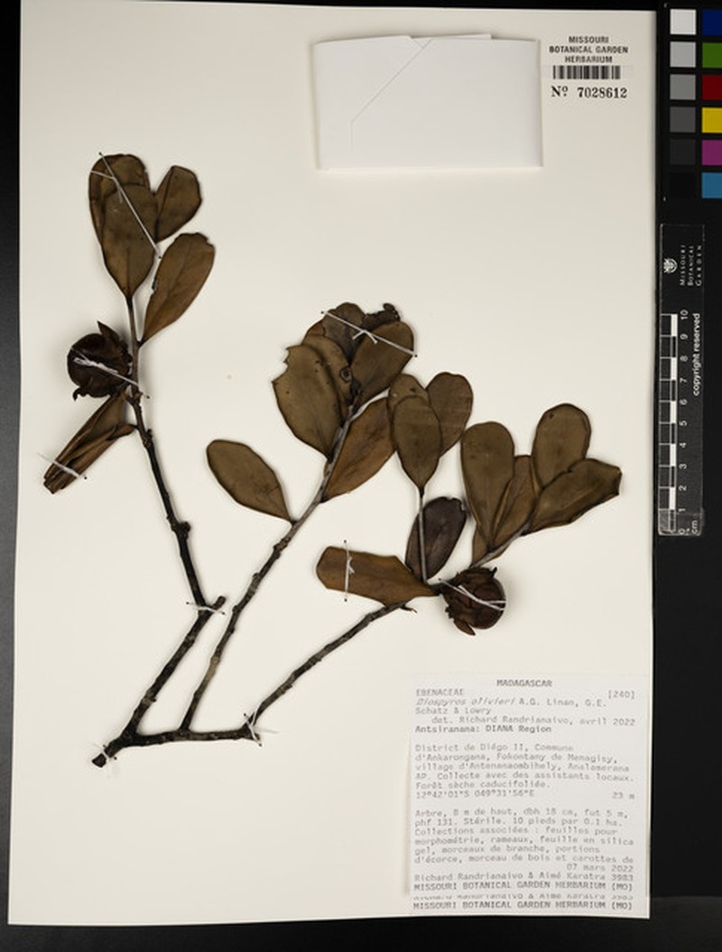 Diospyros olivieri