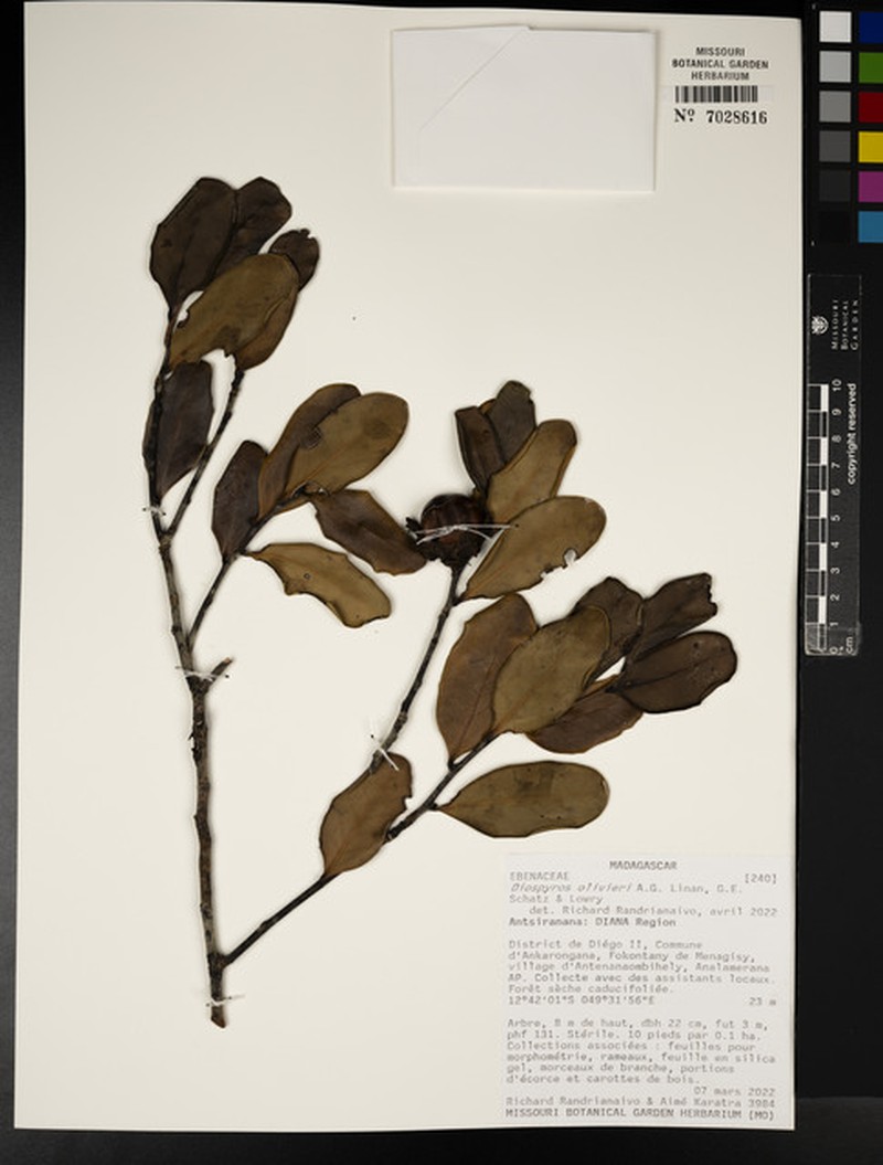 Diospyros olivieri photo 2