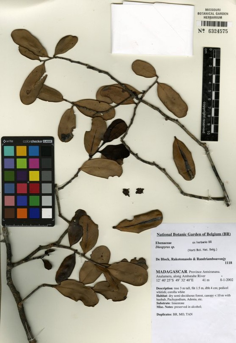 Diospyros olivieri photo 3