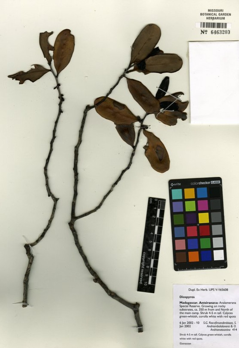 Diospyros olivieri photo 4