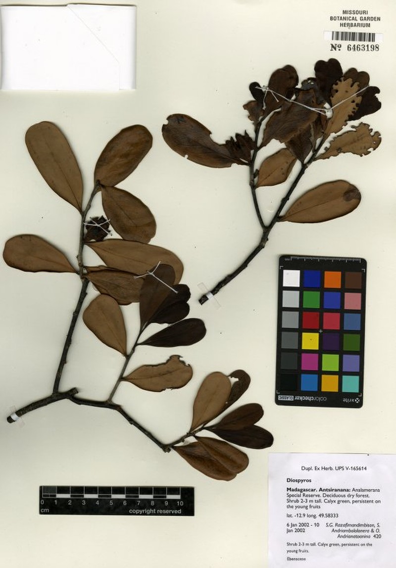 Diospyros olivieri photo 5