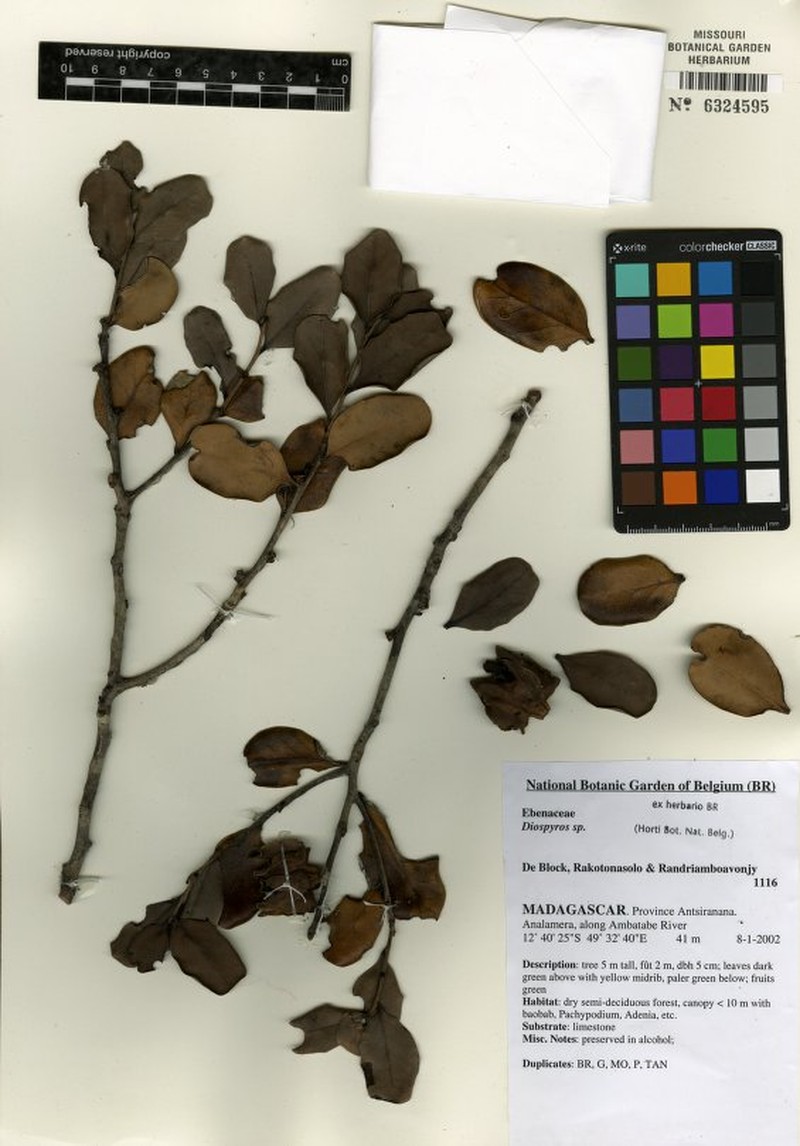 Diospyros olivieri photo 6