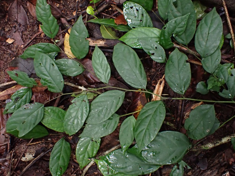 Diospyros onanae